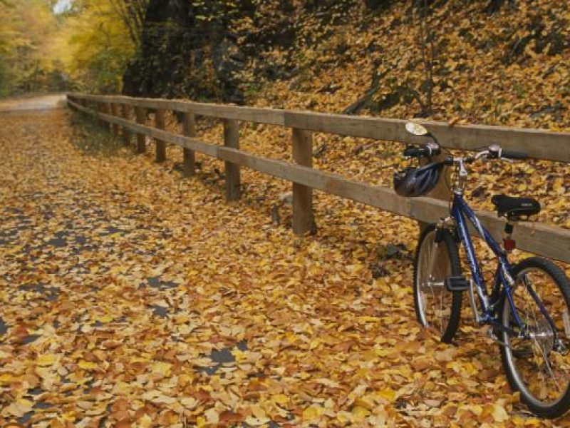photo of the nashua river rail trail covered in yellow fall leaves