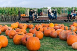photo of a pumpkin patch and people on a hayride in the background