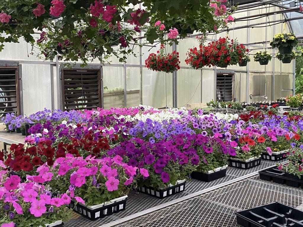 Sykes the Florist and Greenhouses