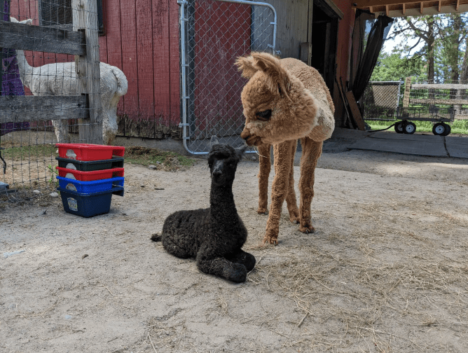 Harvard Alpaca Ranch