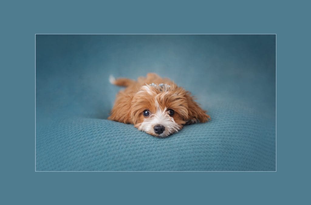 Luciana Calvin Photography