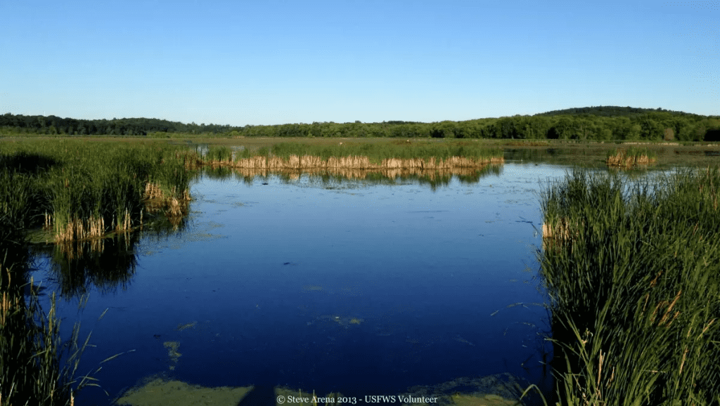 Great Meadows National Wildlife Refuge