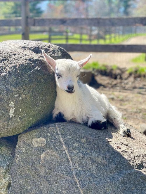 Goat Yoga at Good Pickin’ Farm