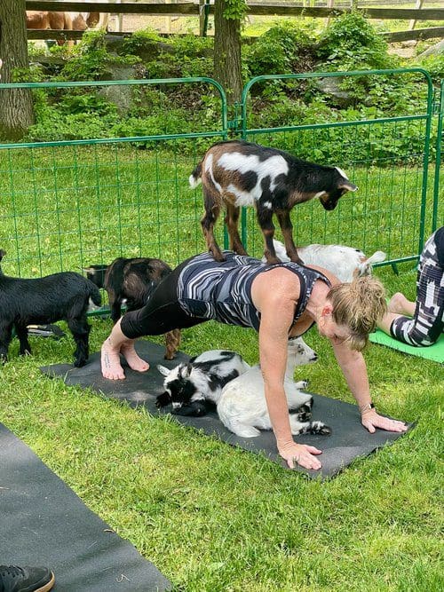 Goat Yoga at Good Pickin’ Farm