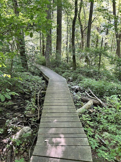 Burlington Landlocked Forest