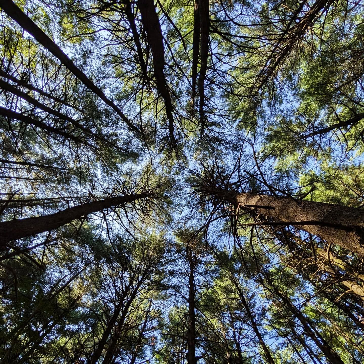 Burlington Landlocked Forest